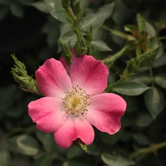 Rosa Bay™ - roz - trandafiri miniatur - pitici